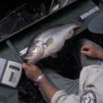 Biologists study fish caught electrofishing