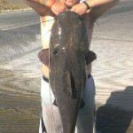 Phillip Smith caught this big Arizona catfish