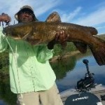 Big Arizona Catfish