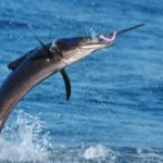 Sailfish can be caught fly fishing