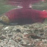 Sockeye salmon from the salmon cam