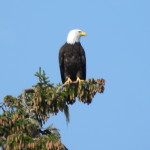 Is this the eagle that almost caused our plane to crash?