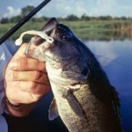 Use a swimbait to catch Kentucky bass offshore