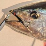 Use a jig to catch bluefin tuna