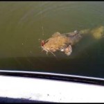 I hooked this big flathead at Lake Oconee in the summer