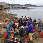 Working to restore eel grass in Morro Bay