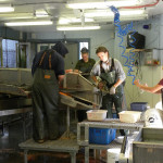 Are fish hatcheries like this salmon hatchery in Alaska going to be closed?