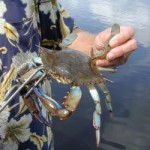 Blue crabs are food for many species