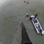 Collecting bonefish for tagging