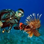 Lionfish in the Gulf of Mexico