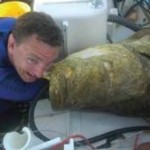 Goliath Grouper