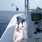 Red Snapper caught around an oil rig