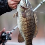 Spoons work for smallmouth