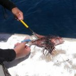 Be careful of spines when cleaning lionfish