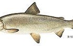 Whitefish