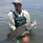 Florida Snook