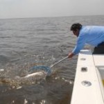 Striper caught on a clam  bait