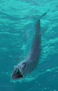 Florida barracuda