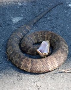 Adult Cottonmouth