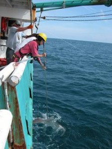 tagging a shark