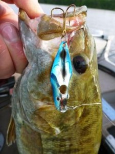 Smallmouth caught on  Fin-Wing