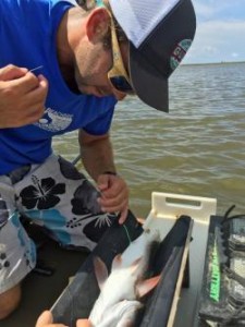 Inserting probe into fish