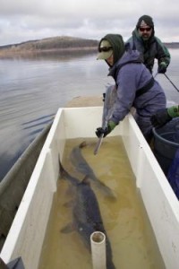 Tagging Paddlefish