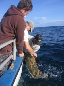 Landing a giant grouper