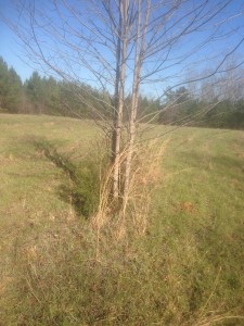 These wild persimmon trees are in my field