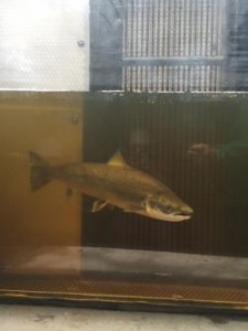 Atlantic Salmon at dam