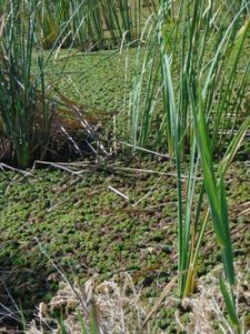 Giant Salvinia chokes waters