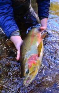 Big Idaho Steelhead