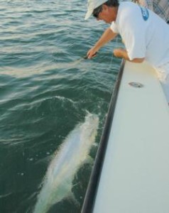 Mature tarpon