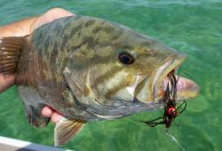 Smallie on Streamer